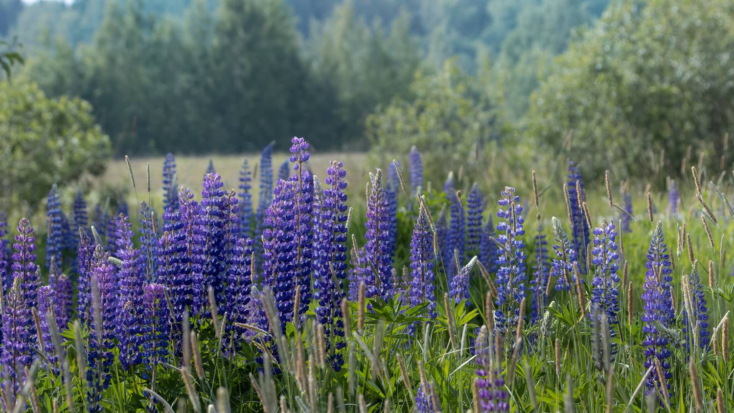 лето, поле, люпин, луг, цветение, Светлана Холодняк