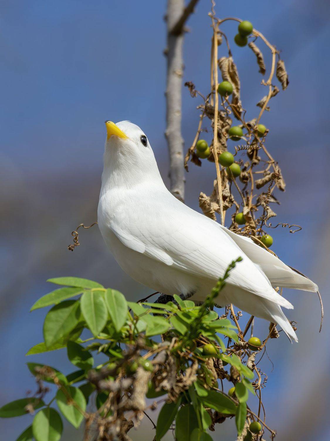 , Burgalin Sequeira Fernando