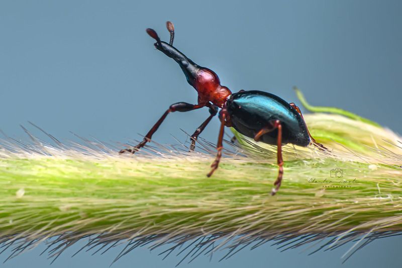 bug, insect, nature, beauty, beautiful, long nose, animal, focus, macro, small Bọ khoai lang фото превью