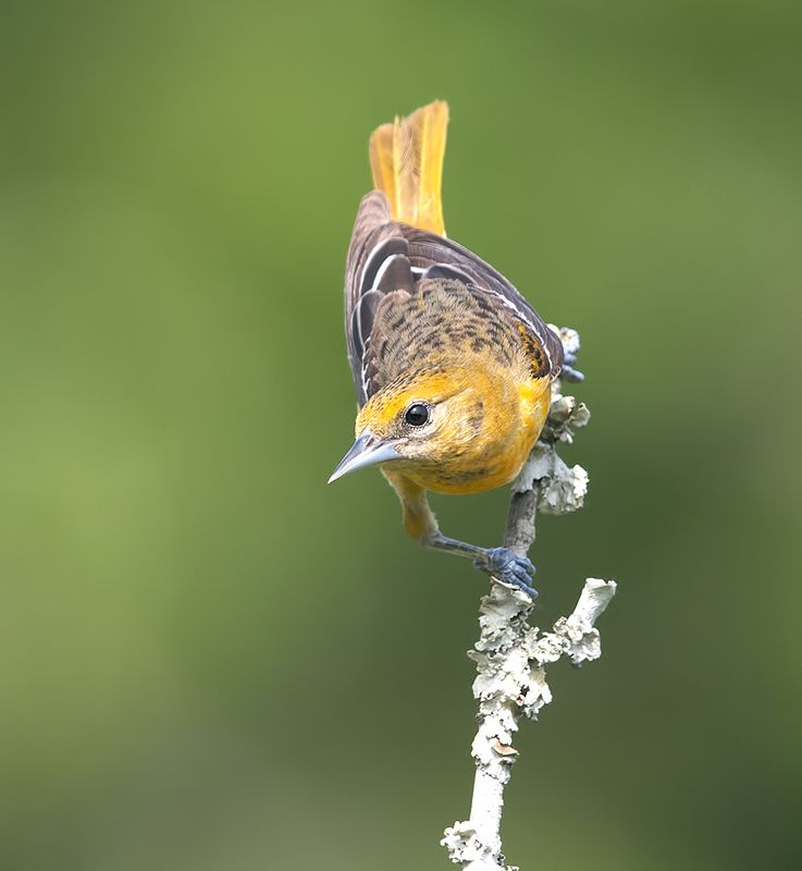 трупиал, baltimore oriole, oriole, весна Baltimore Oriole - Балтиморская Иволга фото превью