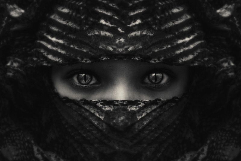 Kitten фото превью