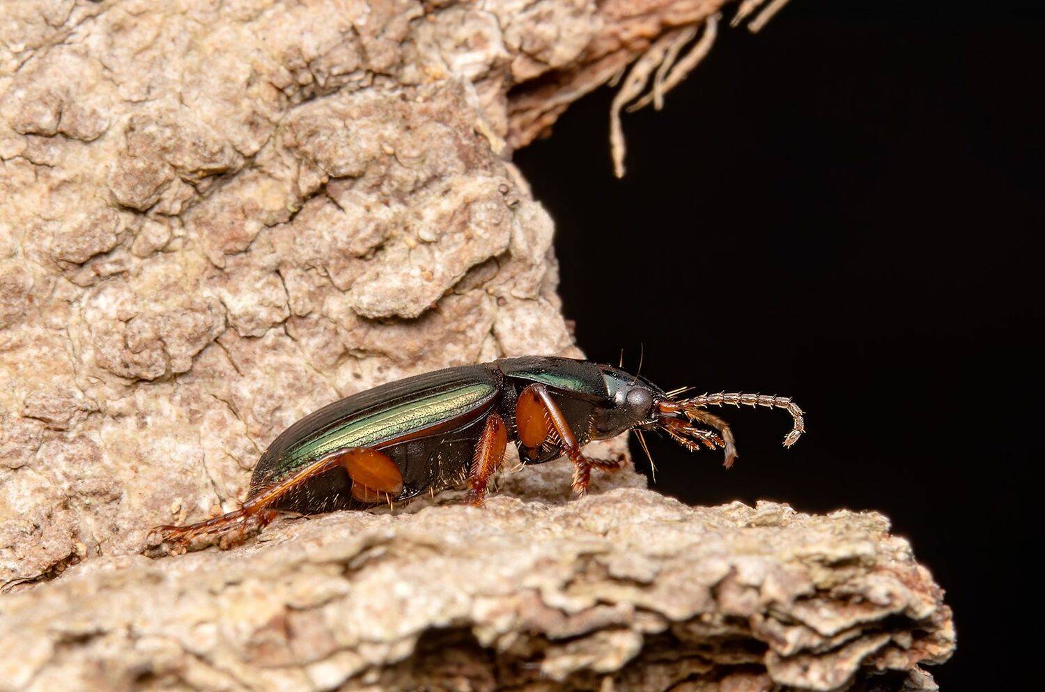 coleoptera, insect, macrophoto, beetle, nature, enthomology, macrophotography, insectphoto, insectlovers, Stephane