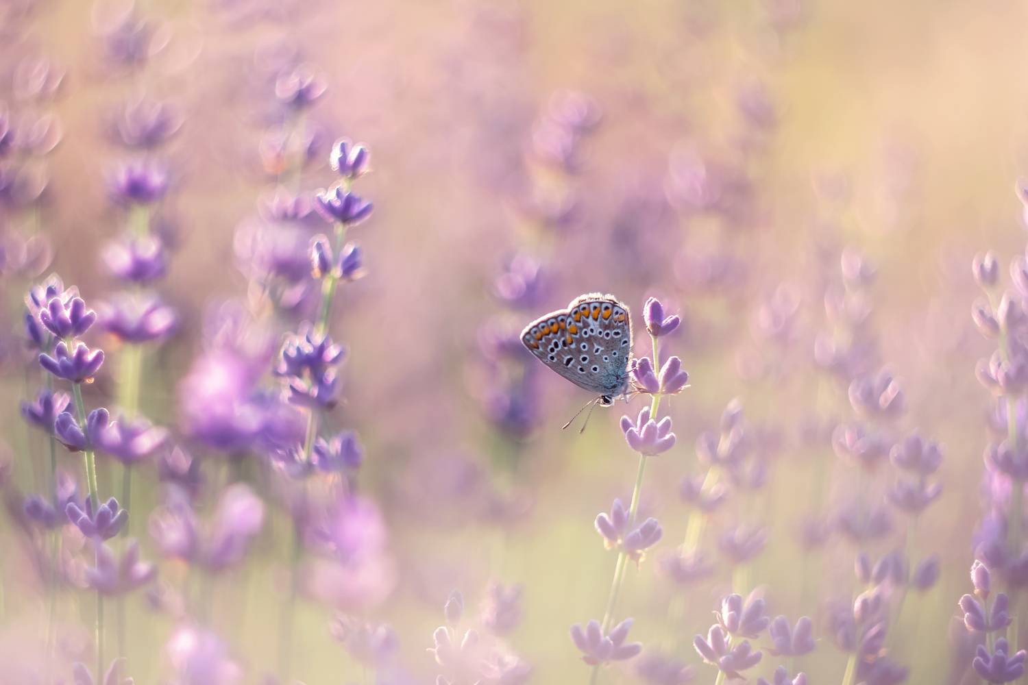 крым, голубянка, бабочка, лаванда, макро, поле лаванды, закат, Дмитренко Екатерина