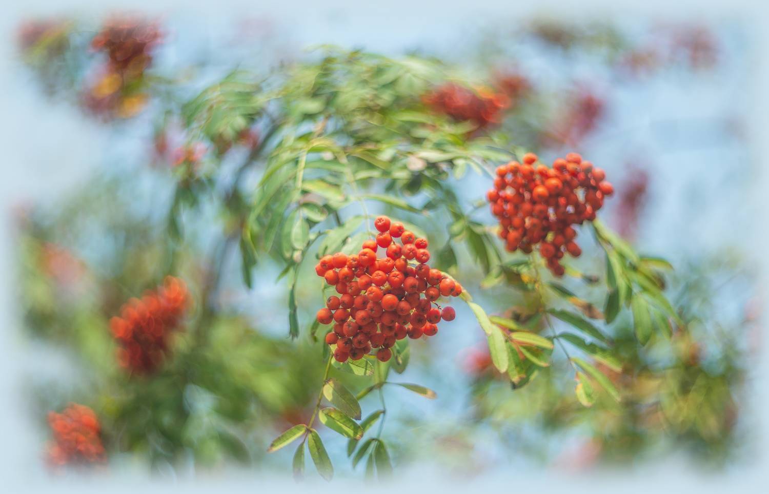 рябина, Сергей Аникин