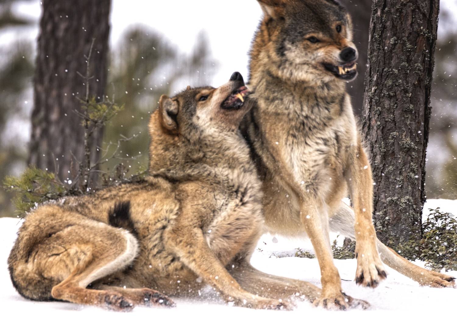 волки,заповедник, Анатолий Салтыков