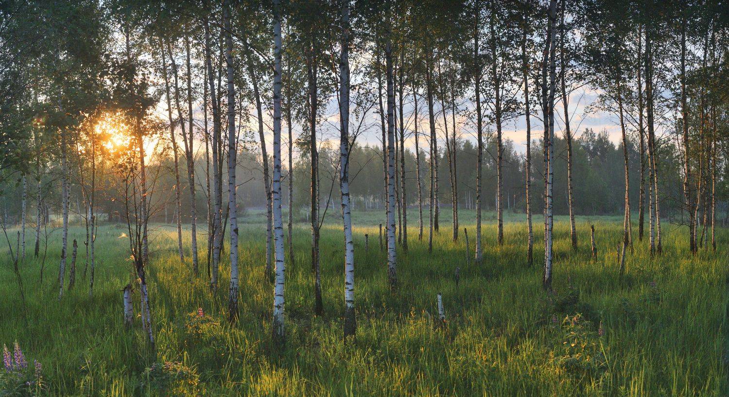 утро , лес ,лето, Александр Свистков