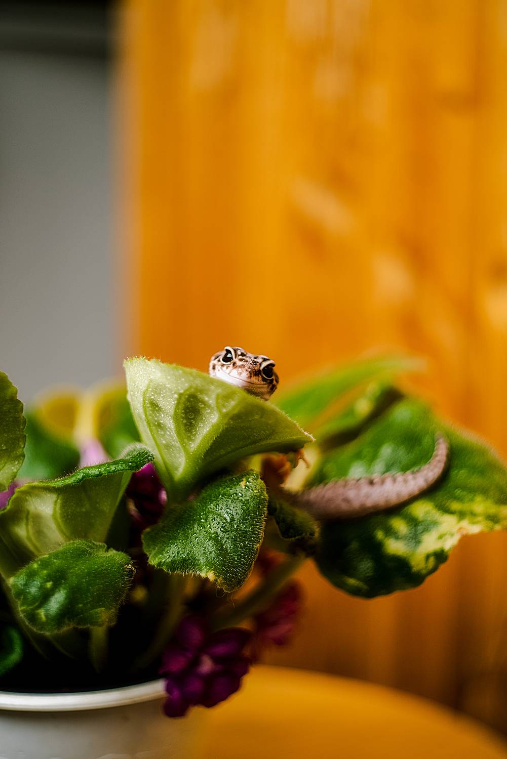 eublefar lizard, Дзюба Нелли