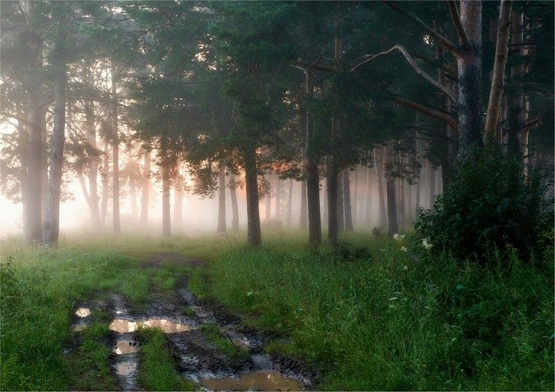 утро, рассвет, восход, сосны, край, свет, туман, дорога, прогулка Утренняя прогулка по краю света фото превью