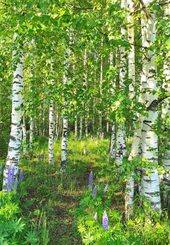 Лето!!! фото превью