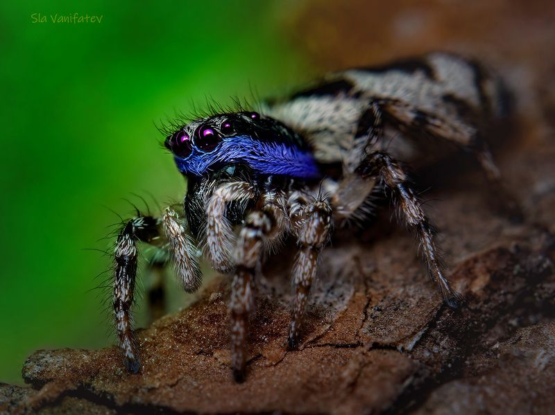 макро... фото превью