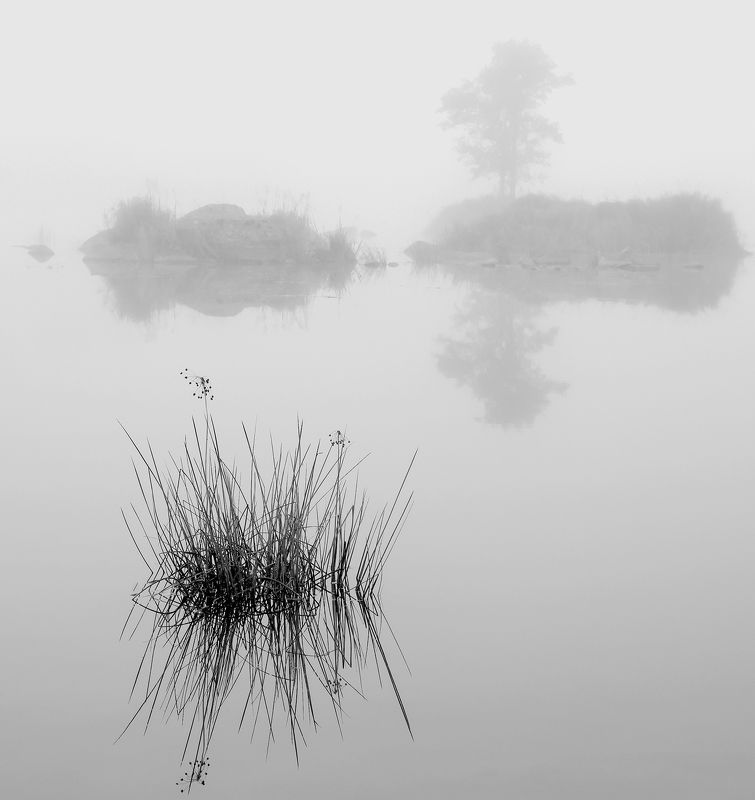 туман,ч.б,отражение Ёжик фото превью