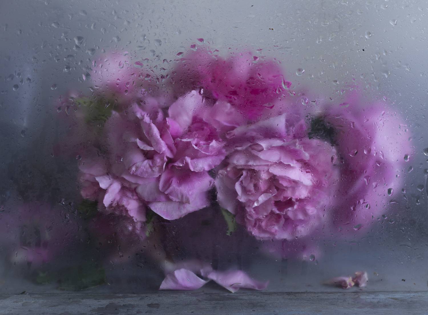 розы,натюрморт, туман, Зимина Лионелла