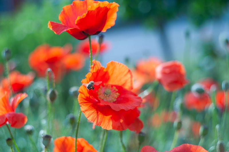 Маки и пчёлки фото превью