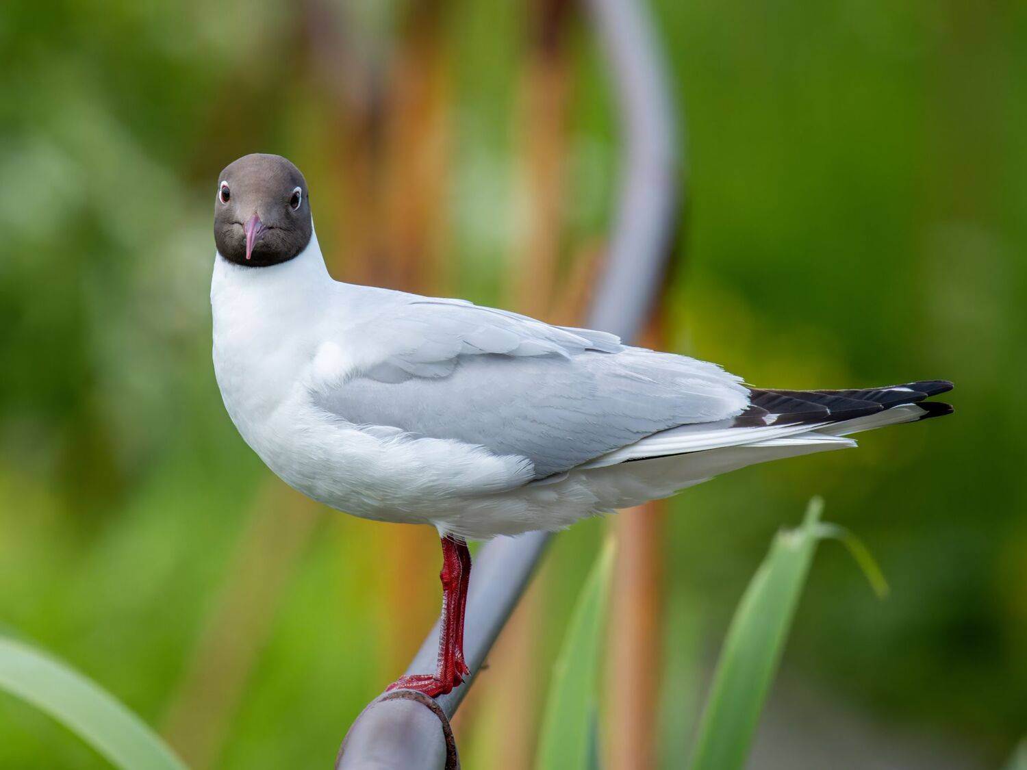 , Дэм Константин