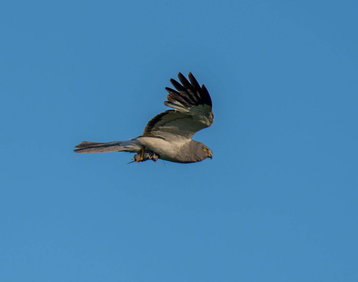 , Дэм Константин