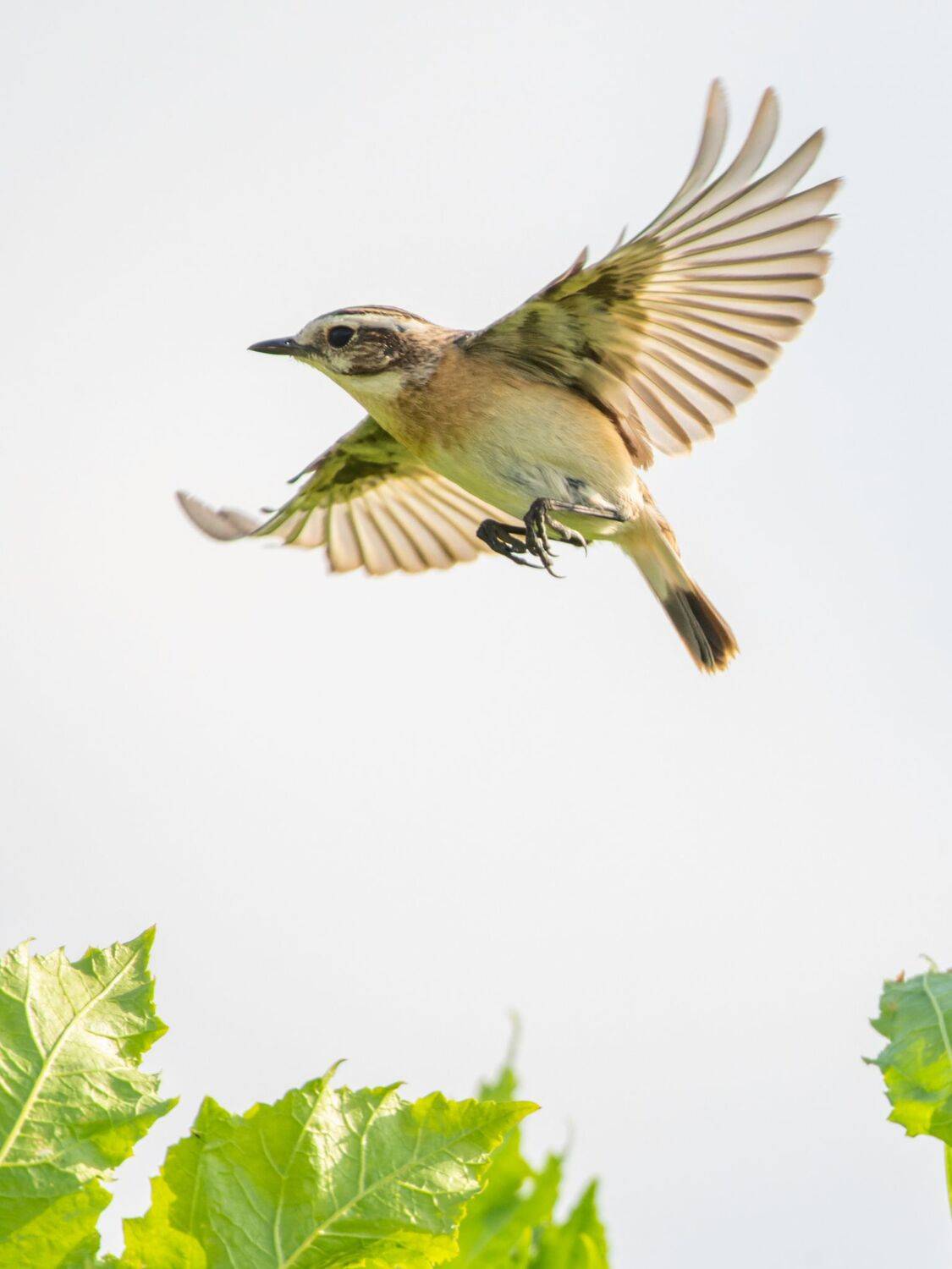 , Дэм Константин