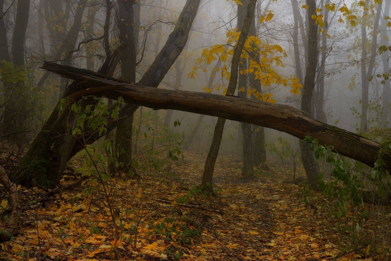 осень листва утро лес, Александр Жарников