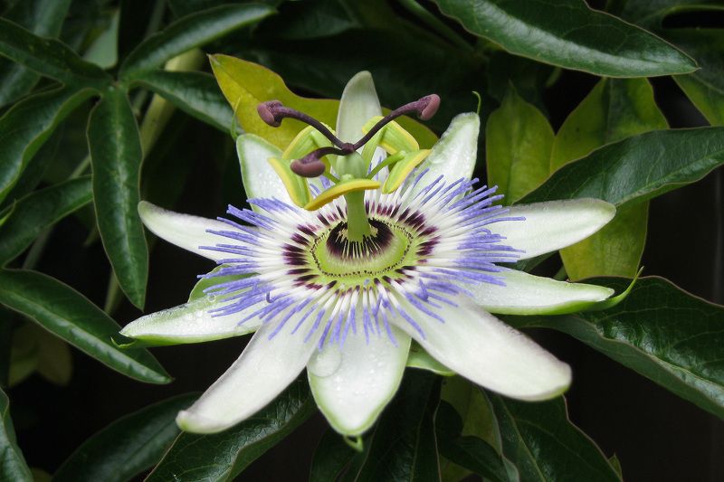 Страстоцвет голубой (Passíflora caerulea) фото превью