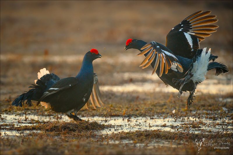 * * * фото превью