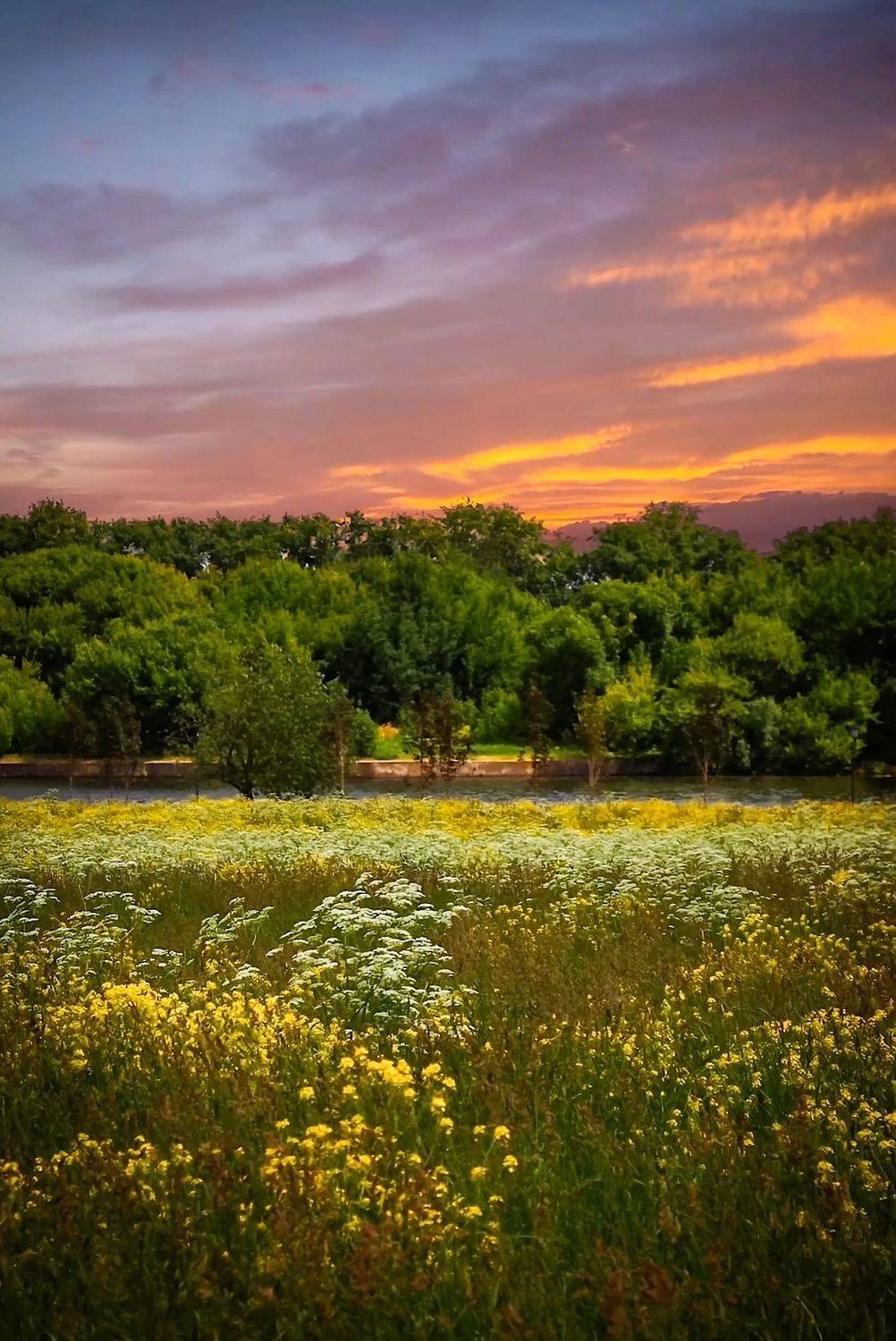 пейзаж, landscape, nature, природа, лето, summer, flowers, цветы, Julia Kaissa