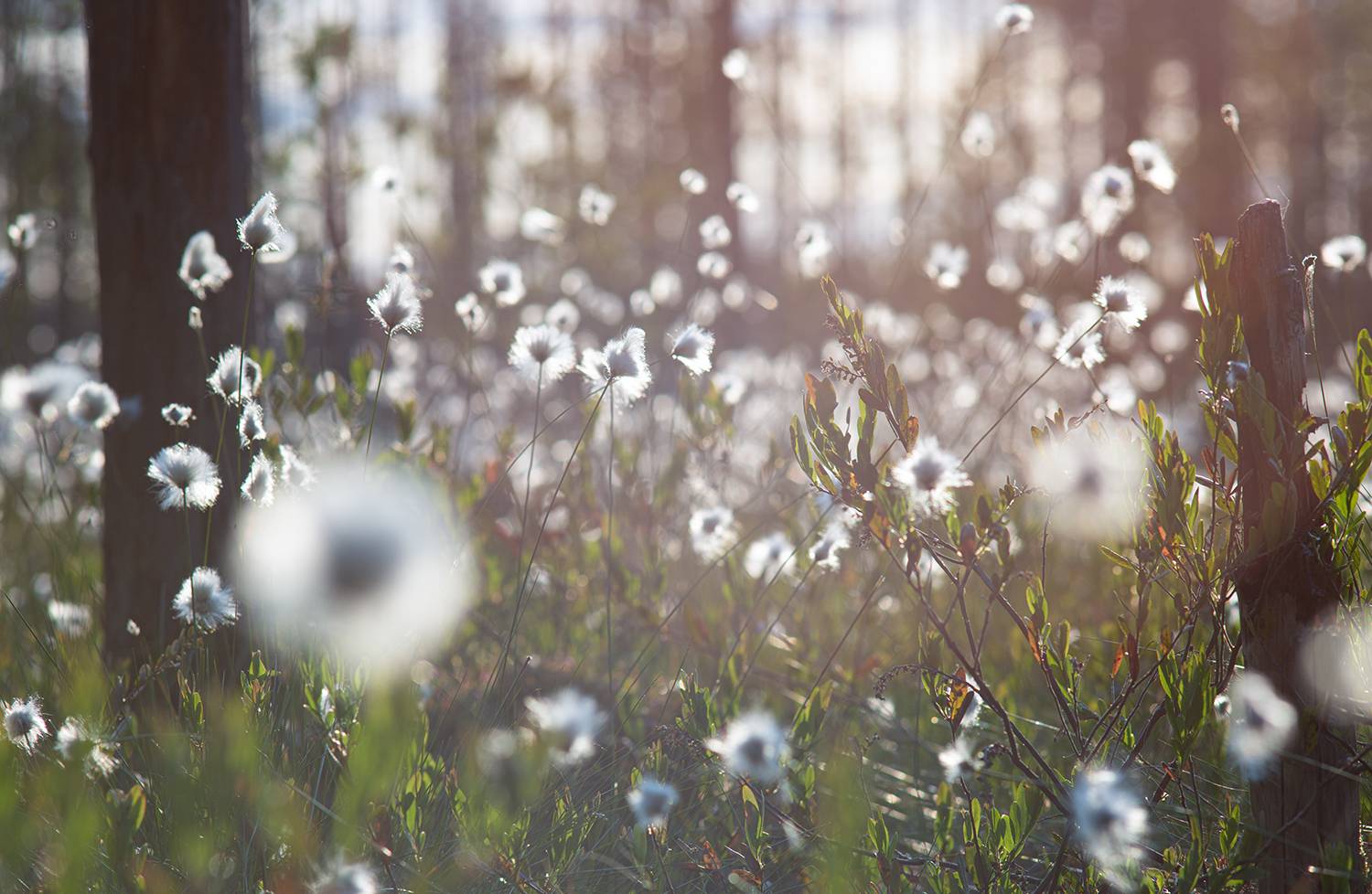 болото, лес, юпитер-21а, Наталия Колтакова