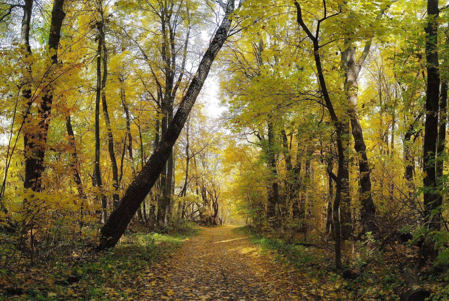 , Светлана Кондрашова