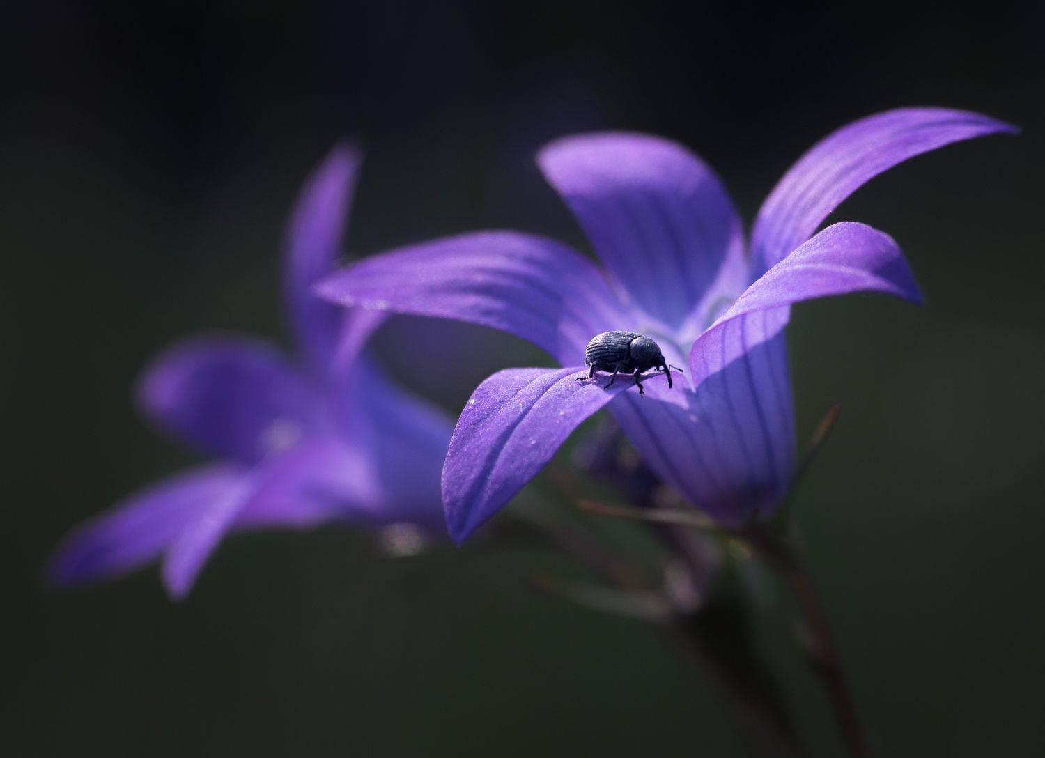 , Баранов Олег