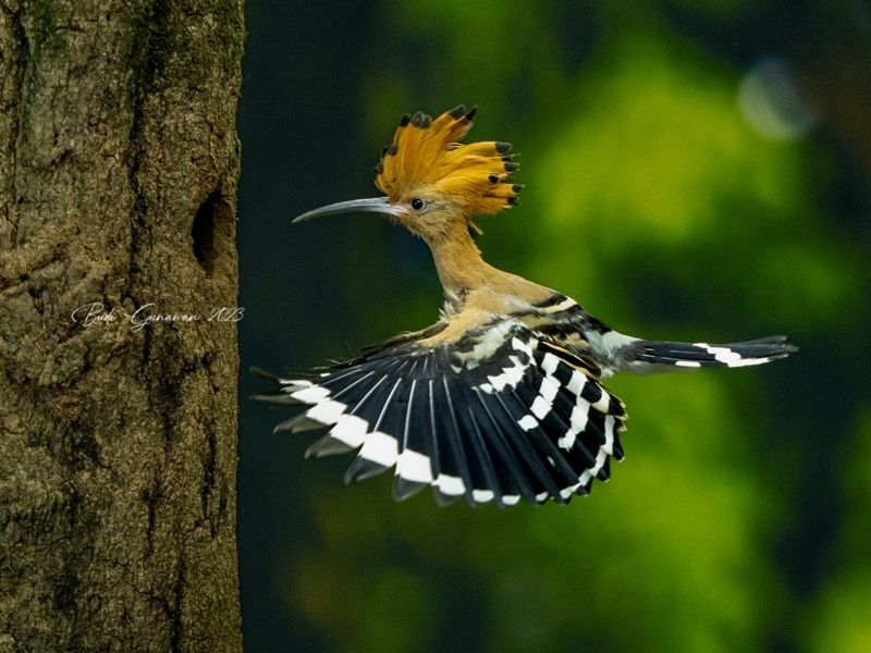Animal, hoopoe, eurasian Hoopoe  Going home фото превью