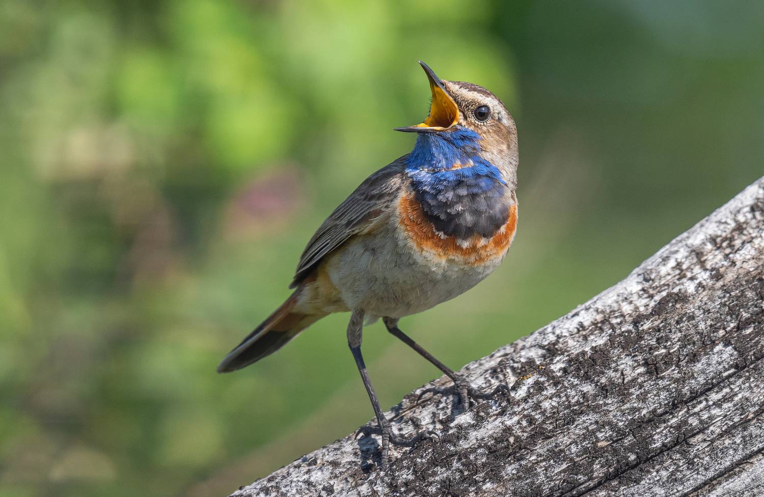 птицы, варакушка, фотоохота, природа, весна, лето, Сигушин Руслан