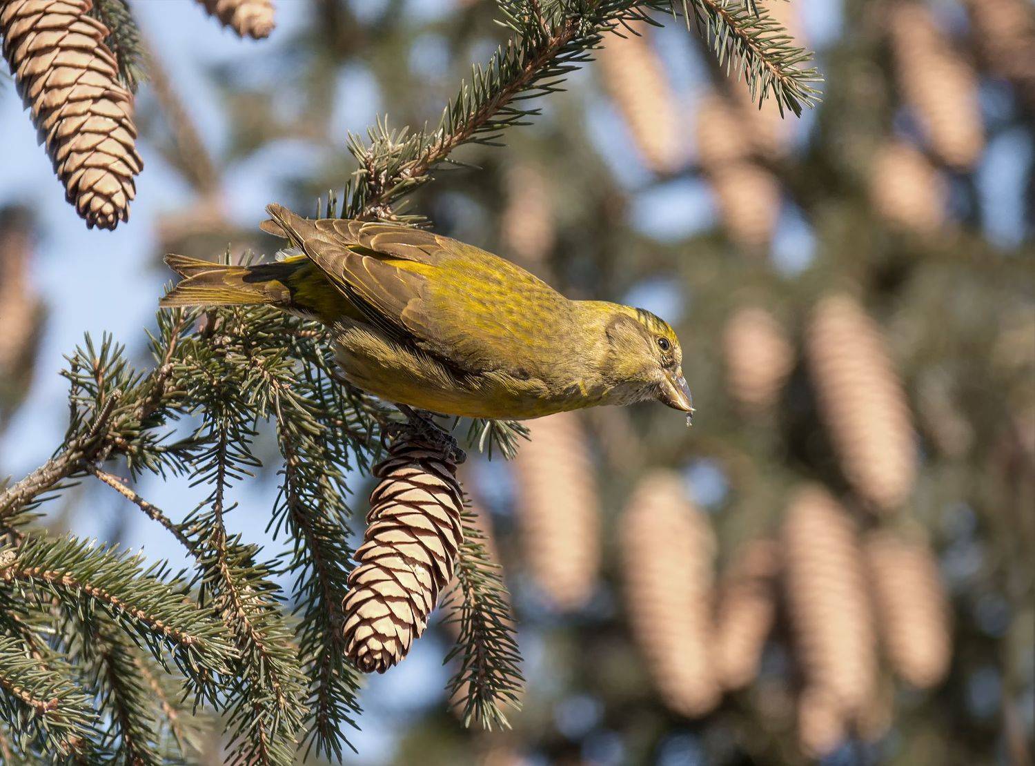 птица, клёст, самка, лес,, Марина Мочалова