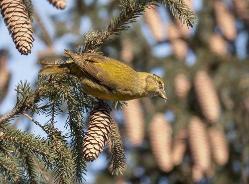 клёст (самка)