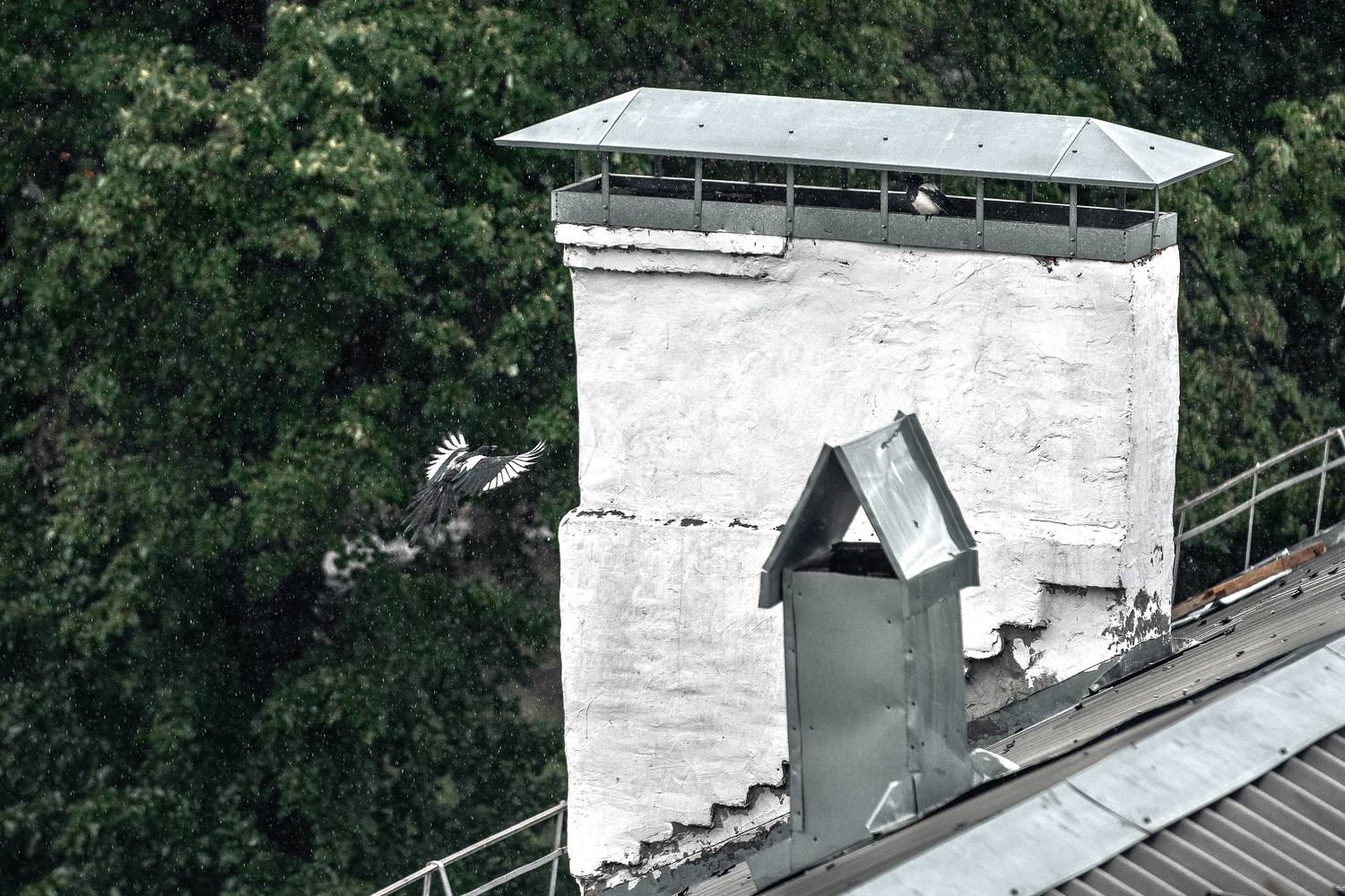 сороки, Анисимова Ольга Леонидовна