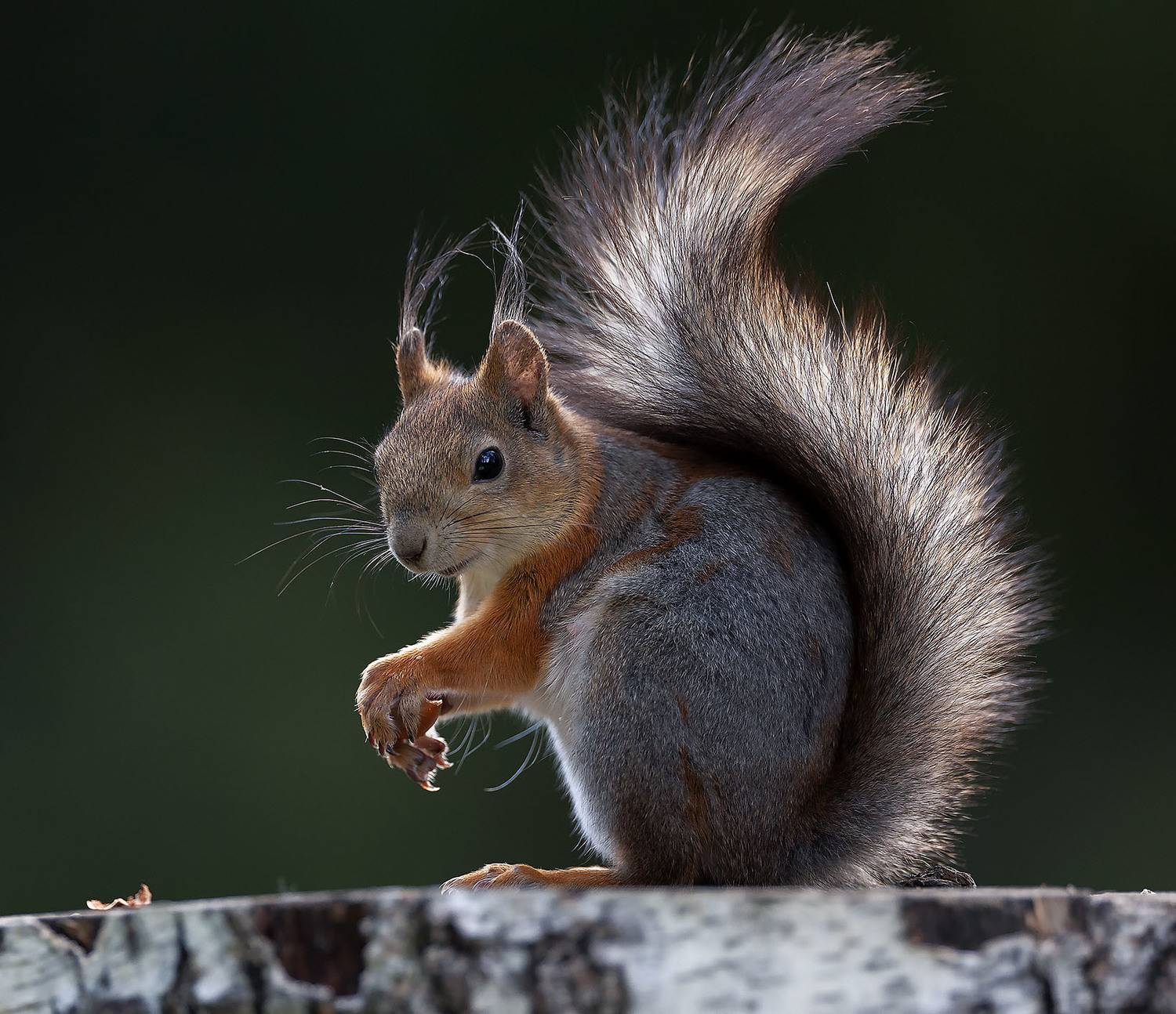 белка,лес,природа, squirrel, beautiful, forest, nature, Стукалова Юлия