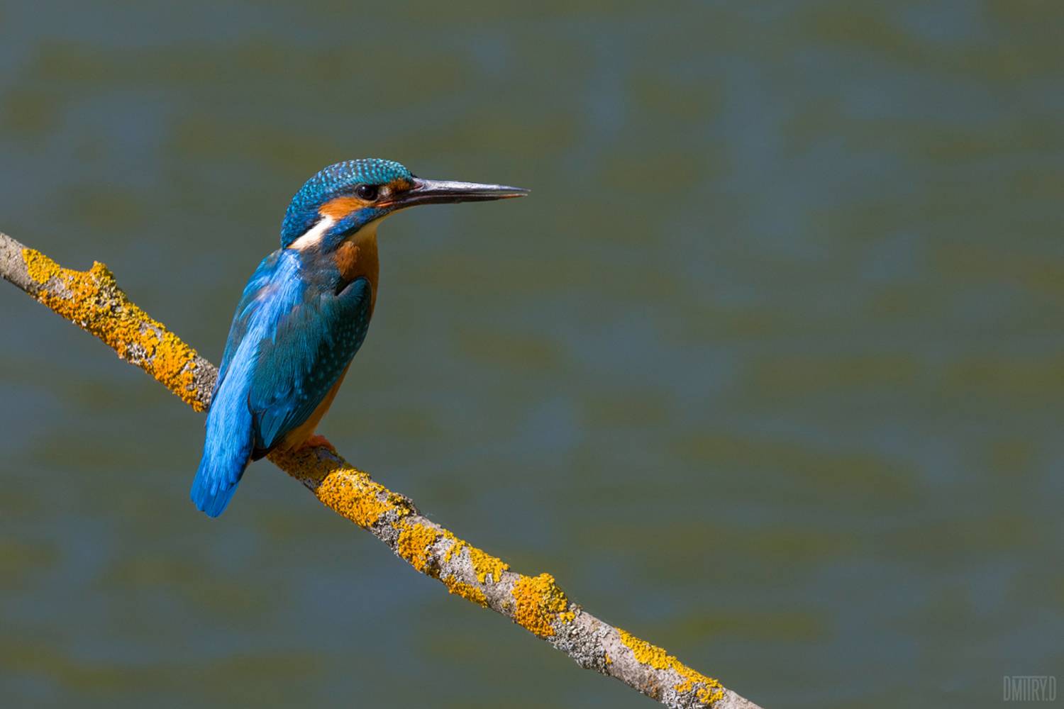 , Дмитрий Доронин