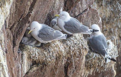 Моевки на гнездах