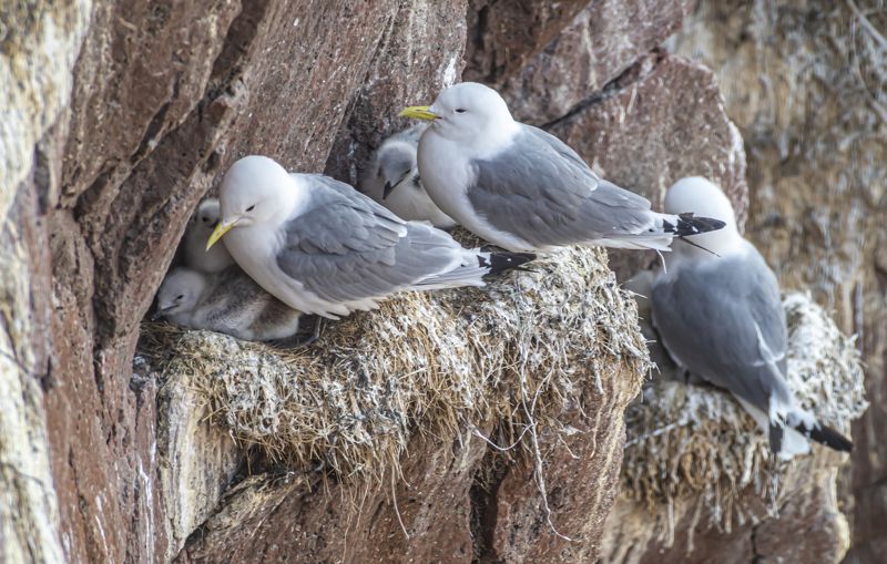 мурмаская область, териберка, птицы, чайки, птичий базар, моевка Моевки на гнездах фото превью