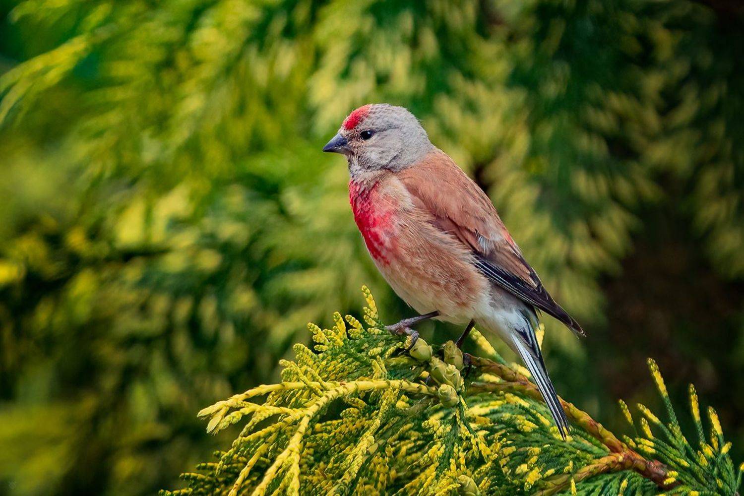 nature, wildlife, bird, Common linnet, Коноплянка, Wojciech Grzanka