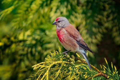 Common linnet