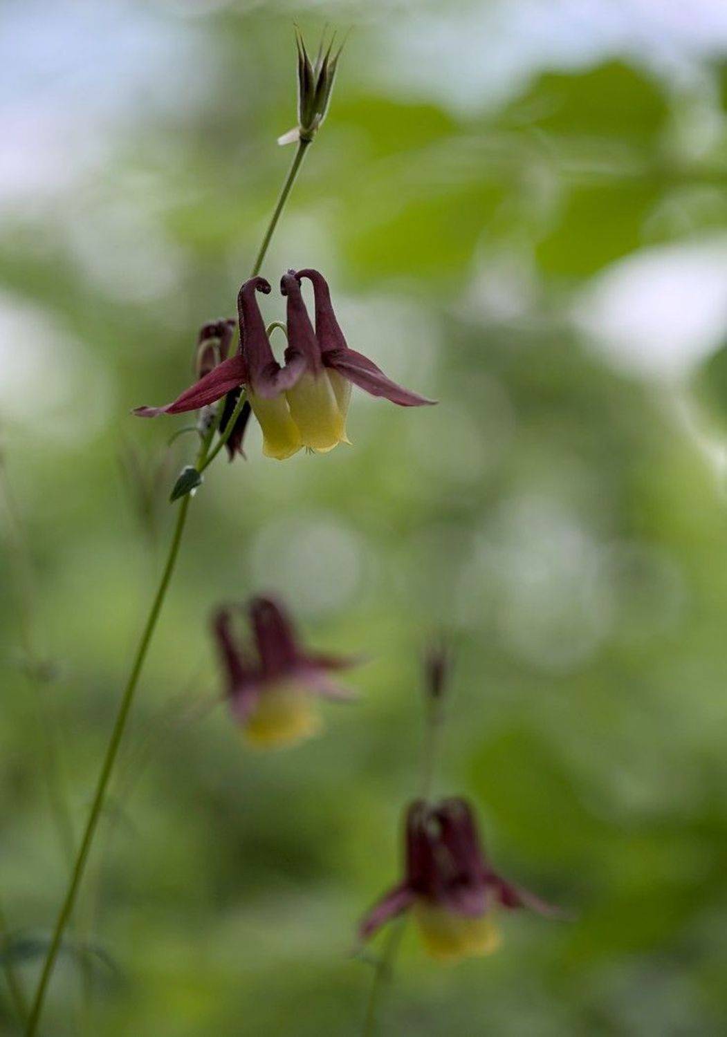 аквилегия водосбор aquilegia oxysepala, Евгений Слободской