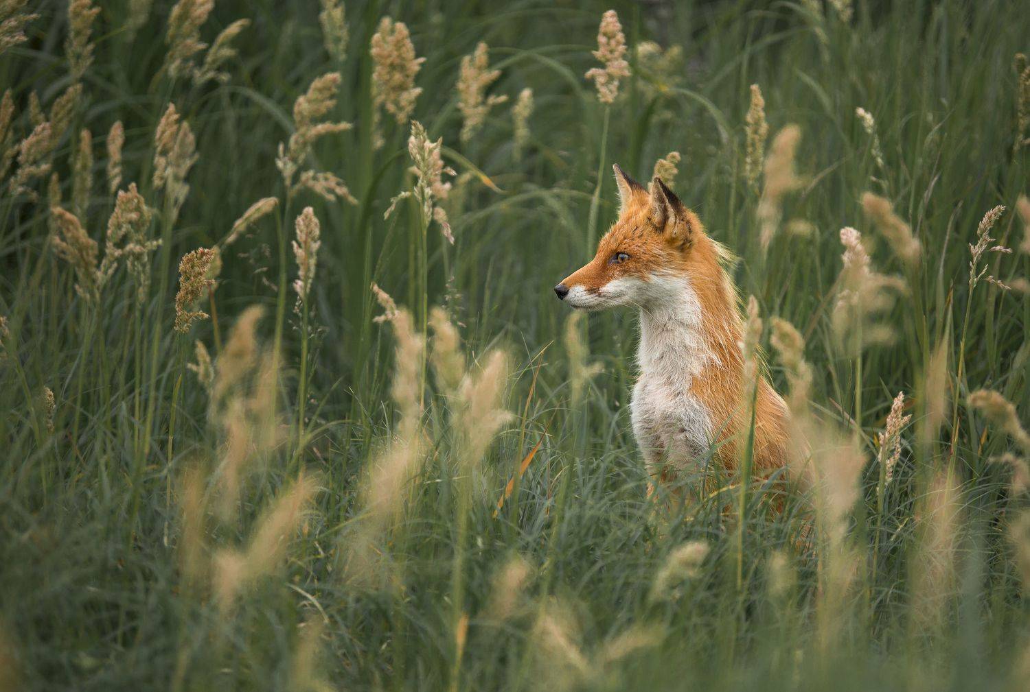, Артем Удодов