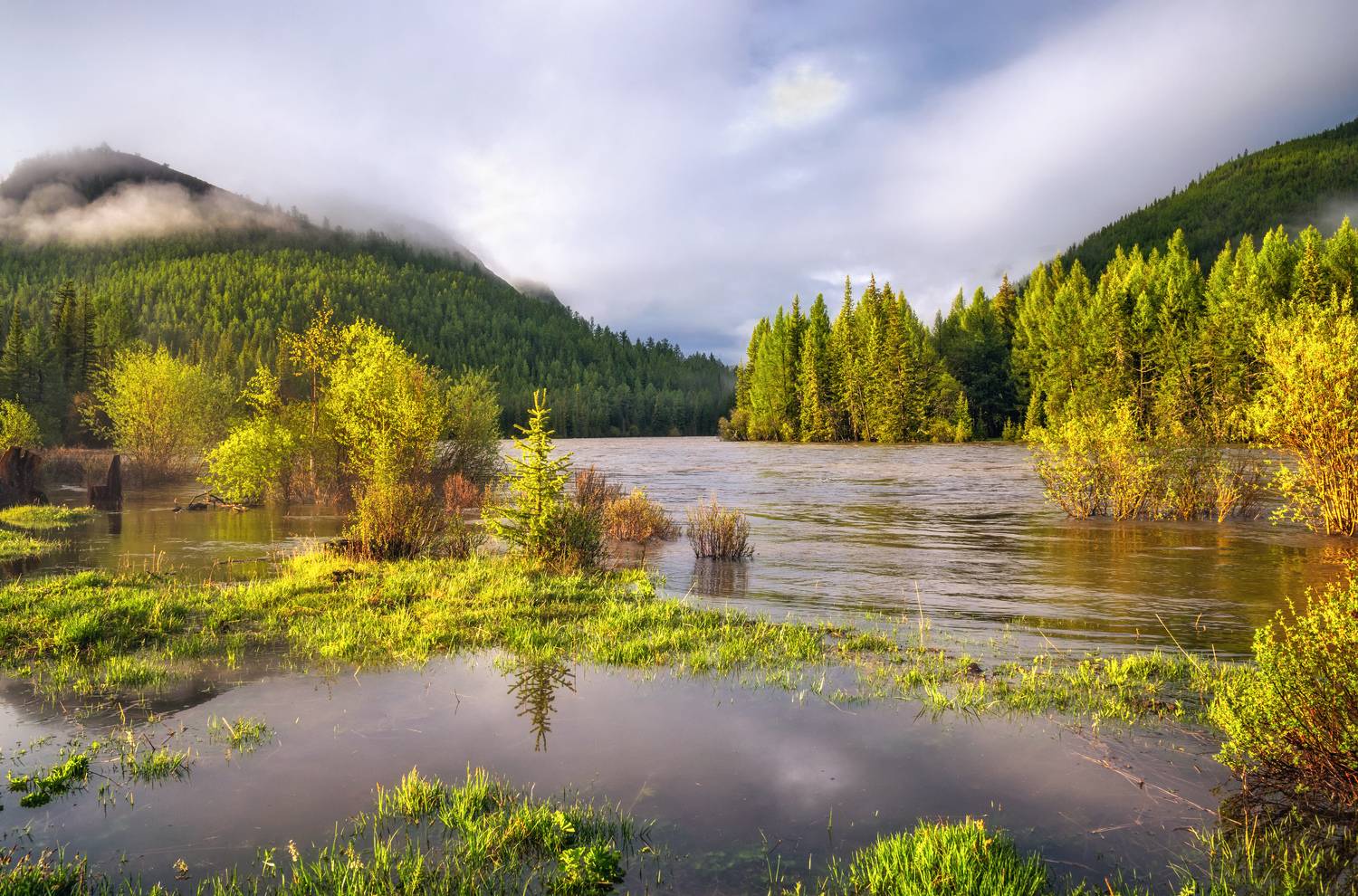 горный алтай,июнь,утро,река аргут,половодье, Lora Pavlova