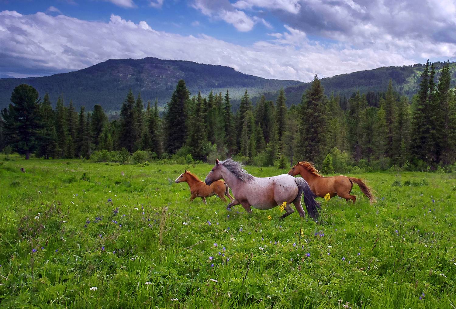 алтай, лето, кони, луг, Чичкин Валерий