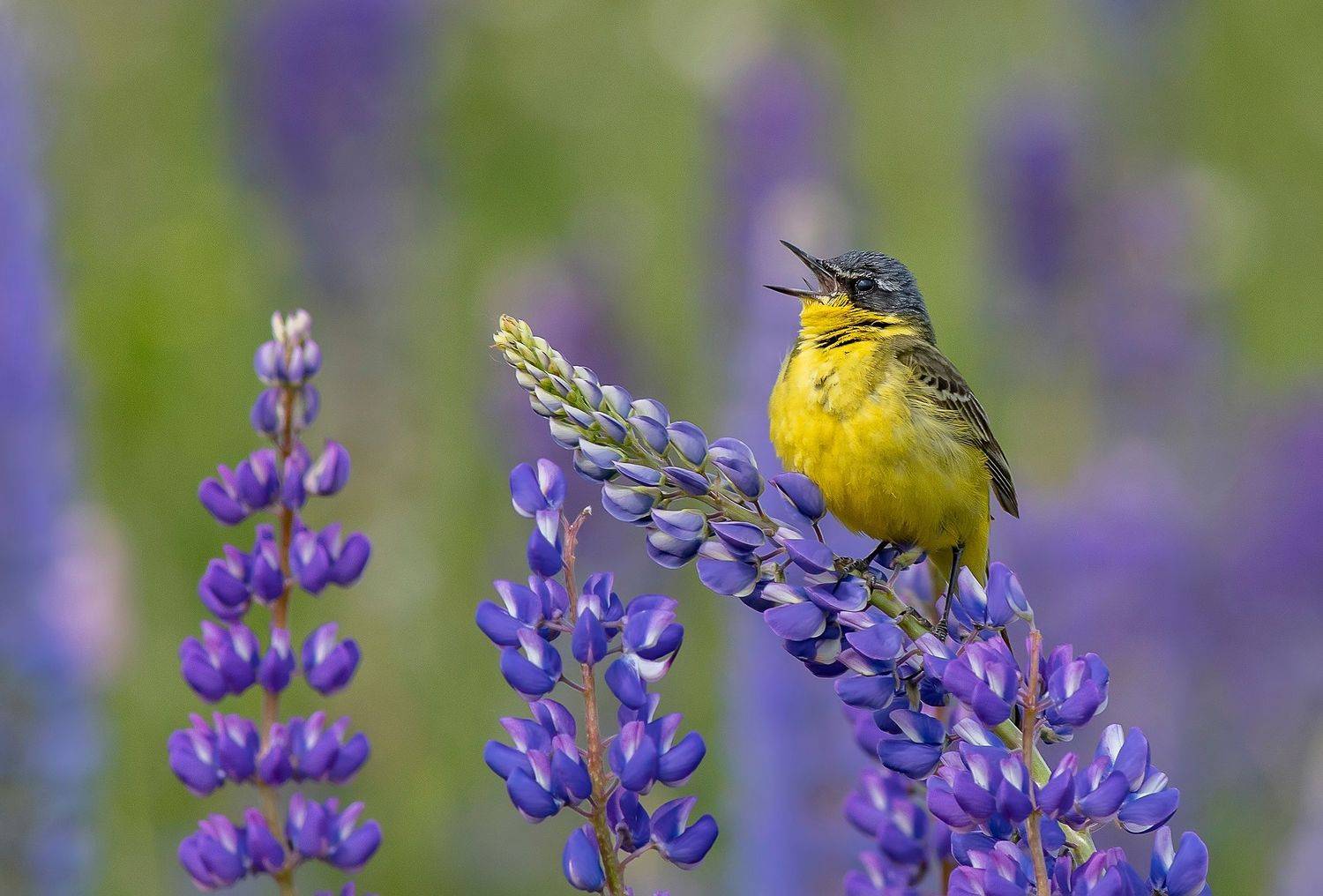 полевые птицы, жёлтая трясогузка, фотоохота, поле, лето, Широких Александр