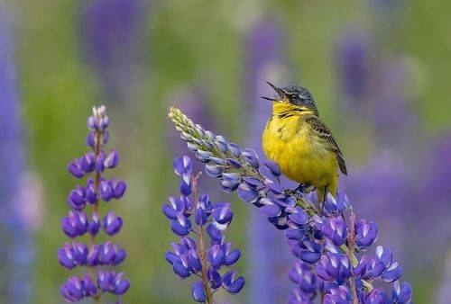 Поющий громче всех!