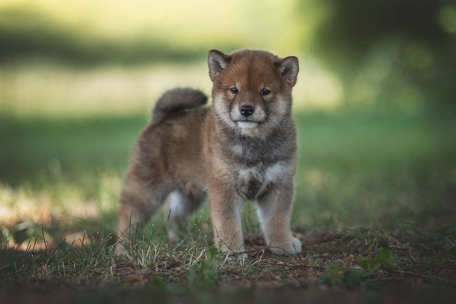 , Коптилина Галина