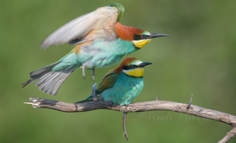 ,птицы природа wildlife живая природа bee–eater emotion in animals, Улетай фото превью