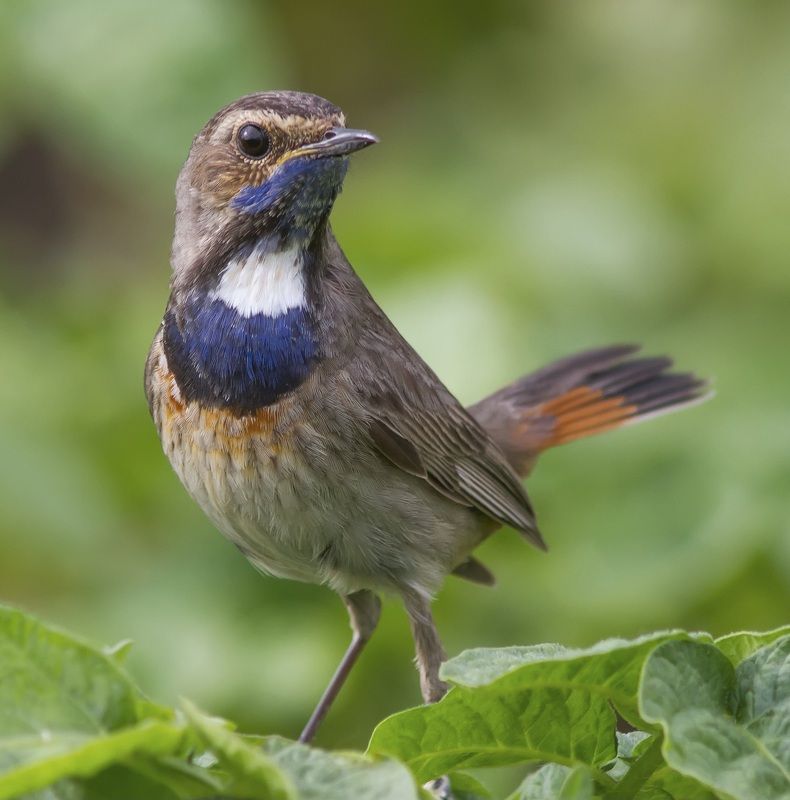 Варакушка с белой манишкой фото превью