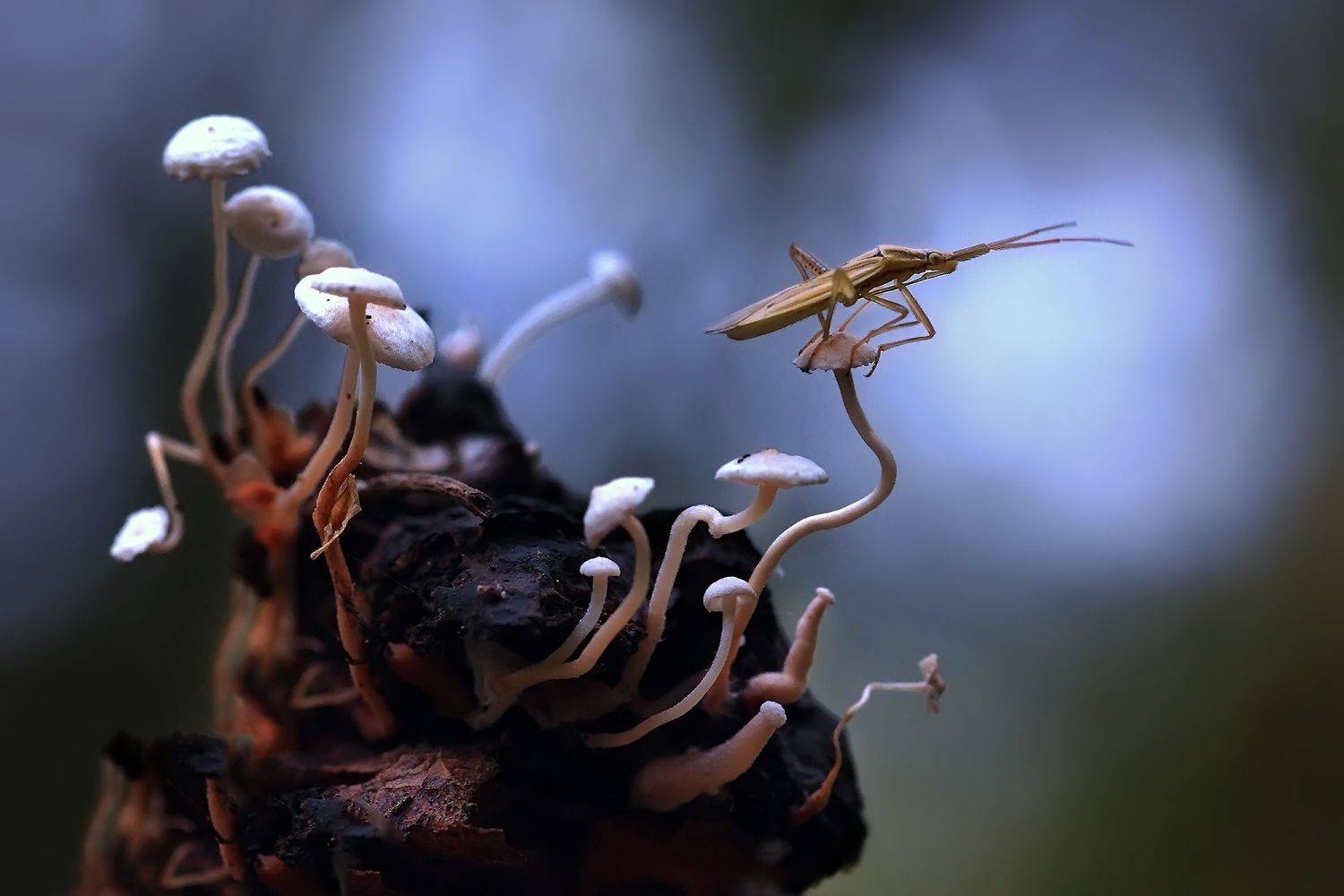 , Галина Горькавая