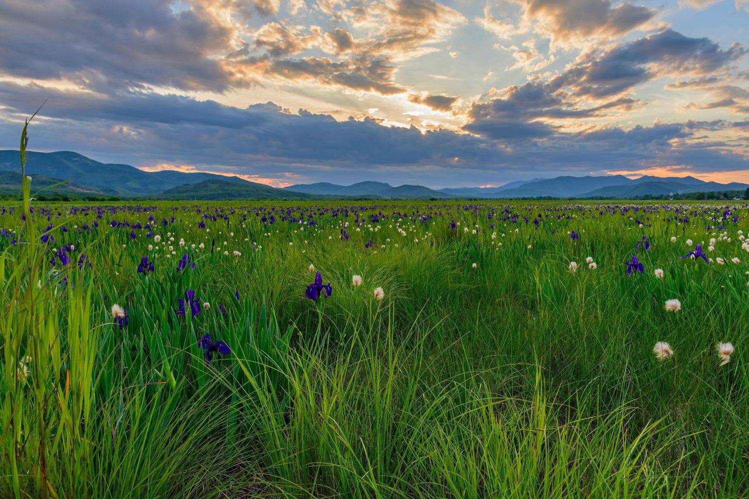 лето, вечер, мономахово, ирисы,  GeorgyPrimoretz