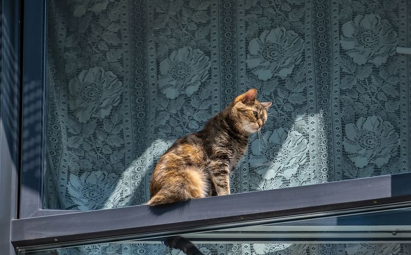 Возвращение блудного кота фото превью